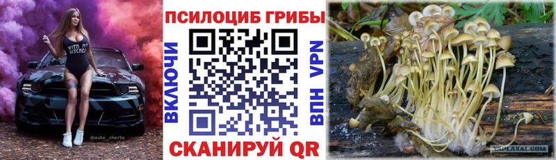 наркошоп  Тавда  Псилоцибиновые грибы Cubensis 